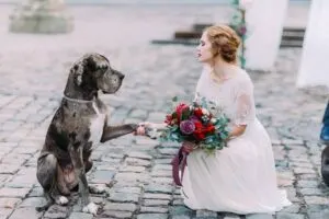Smart dog gives a pow to the charming blond mistress-cm (1)